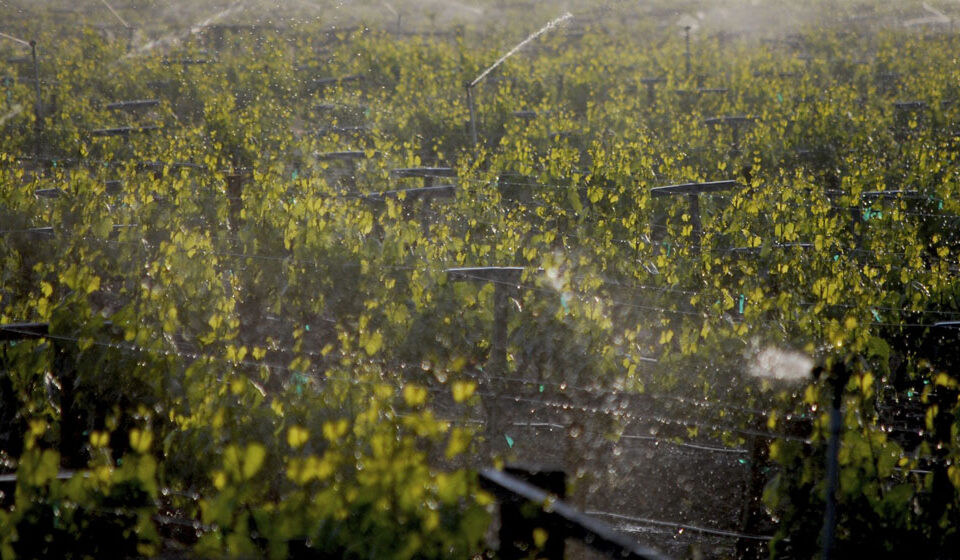 sprinkler irrigation operating in vineyard