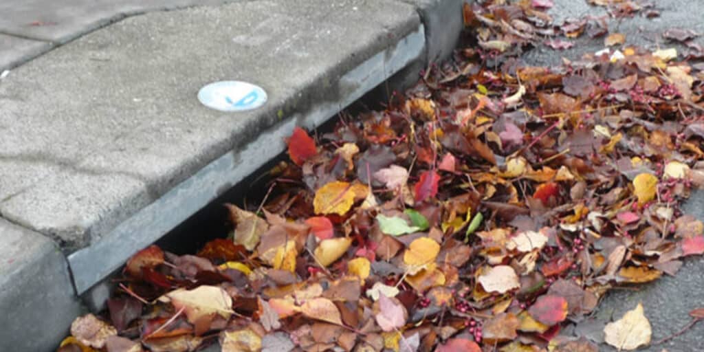 leaves covering drain in road